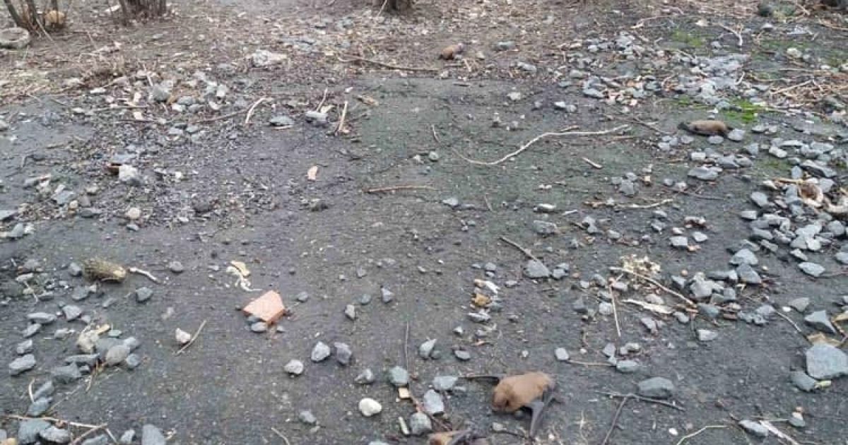 Будинок навколо посипаний трупами: у Дніпрі невідомі масово труять кажанів