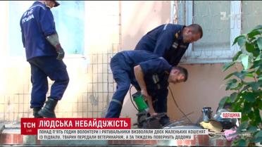 Более пяти часов неравнодушные вытаскивали новорожденных котят из подвала