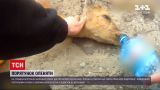 Новости Украины: в Сумской области патрульные спасли олененка, попавшего под колеса автомобиля