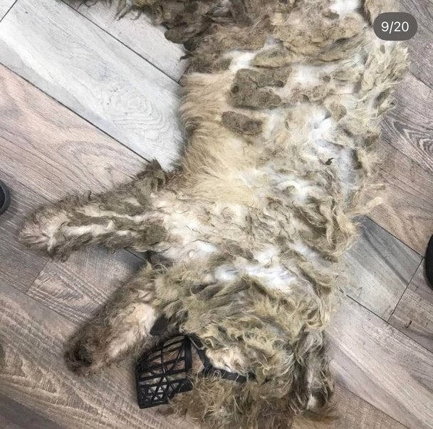 Собака / © Фото з відкритих джерел