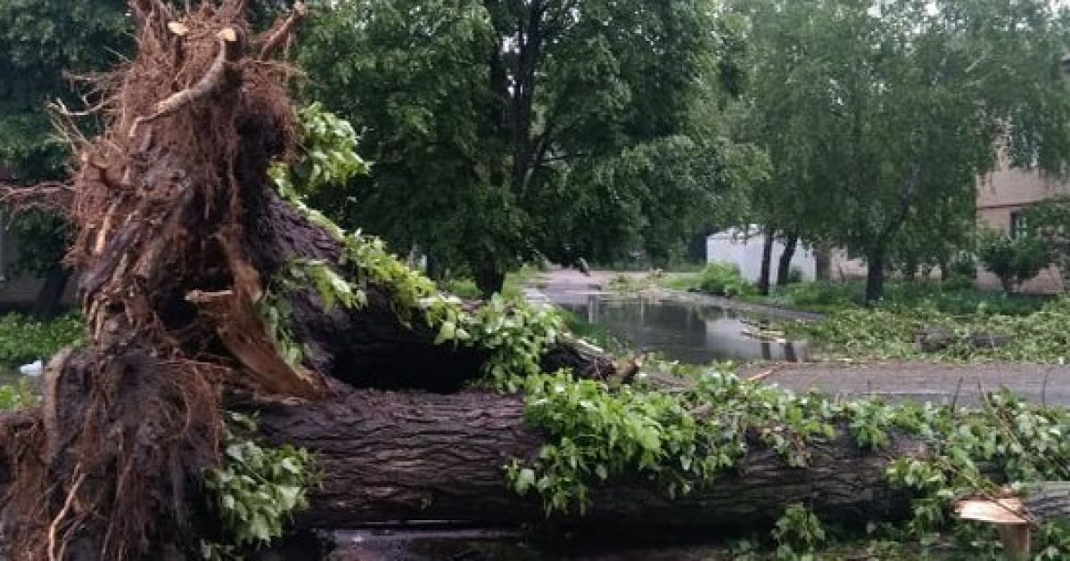 У Чернівецькій області пронеслась негода: вітер пошкодив 200 будинків і повалив дерева