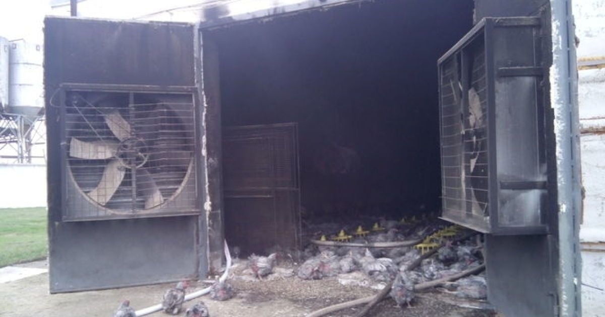 В Запорожье в пожаре погибли пять тысяч кур