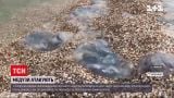 Новости Украины: пляжи Азовского моря снова заполонили медузы