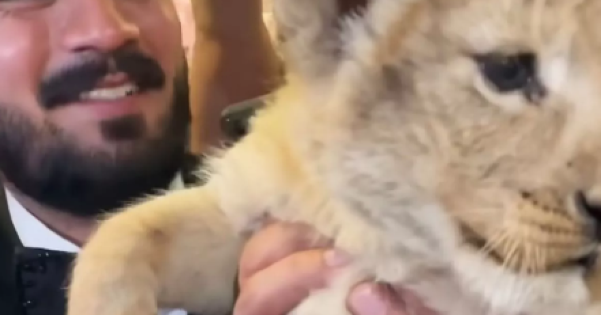 Ютубер получил необычное наказание за незаконное содержание львёнка