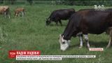 В Тернопольской области от отравления химикатами погибли коровы