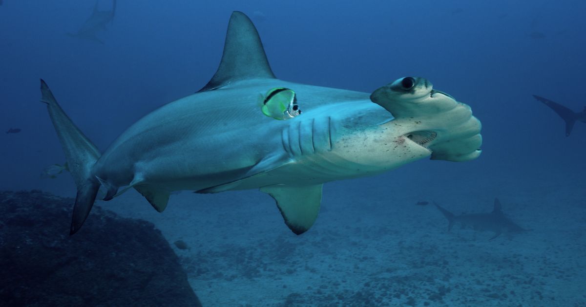 Ленивые акулы-молоты научились плавать на боку