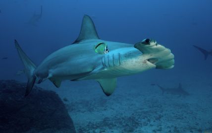 В Испании из-за акулы закрыли пляж