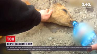Новини України: у Сумській області патрульні врятували оленя, яке потрапило під колеса автомобіля