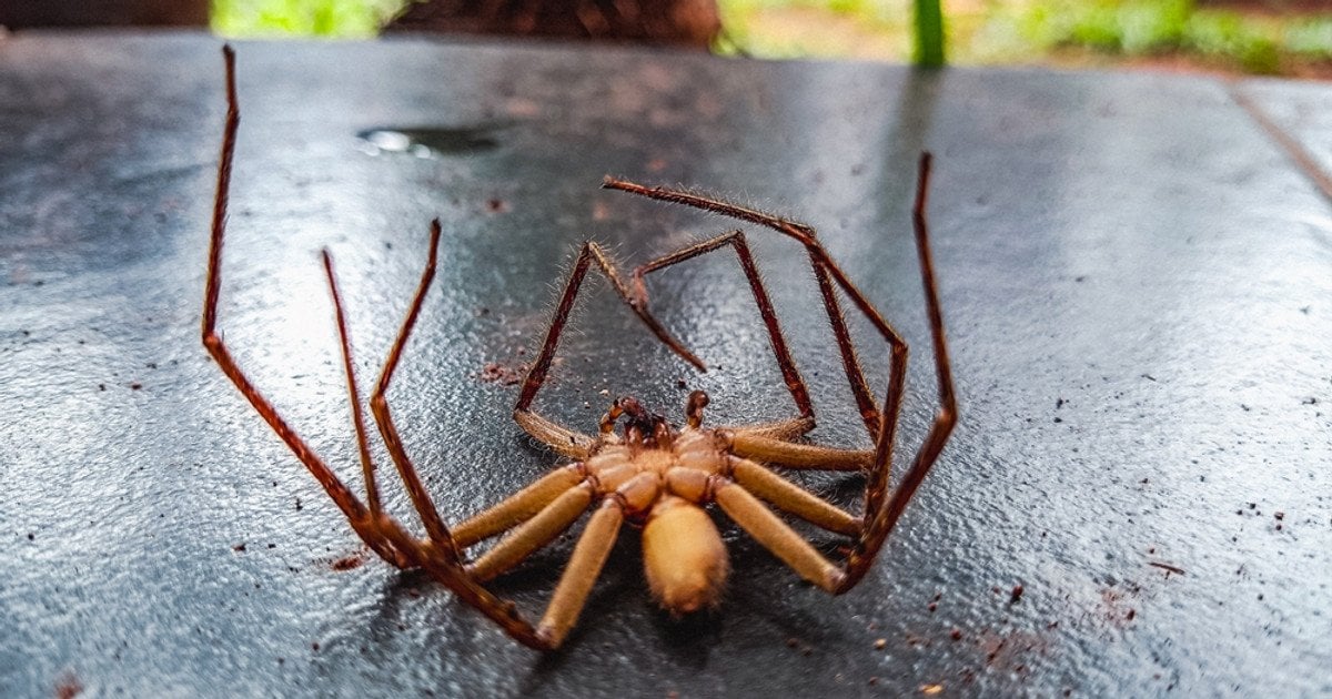 Мертвий павук