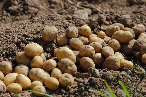 В Украине зафиксировали стремительное изменение цен на популярный овощ