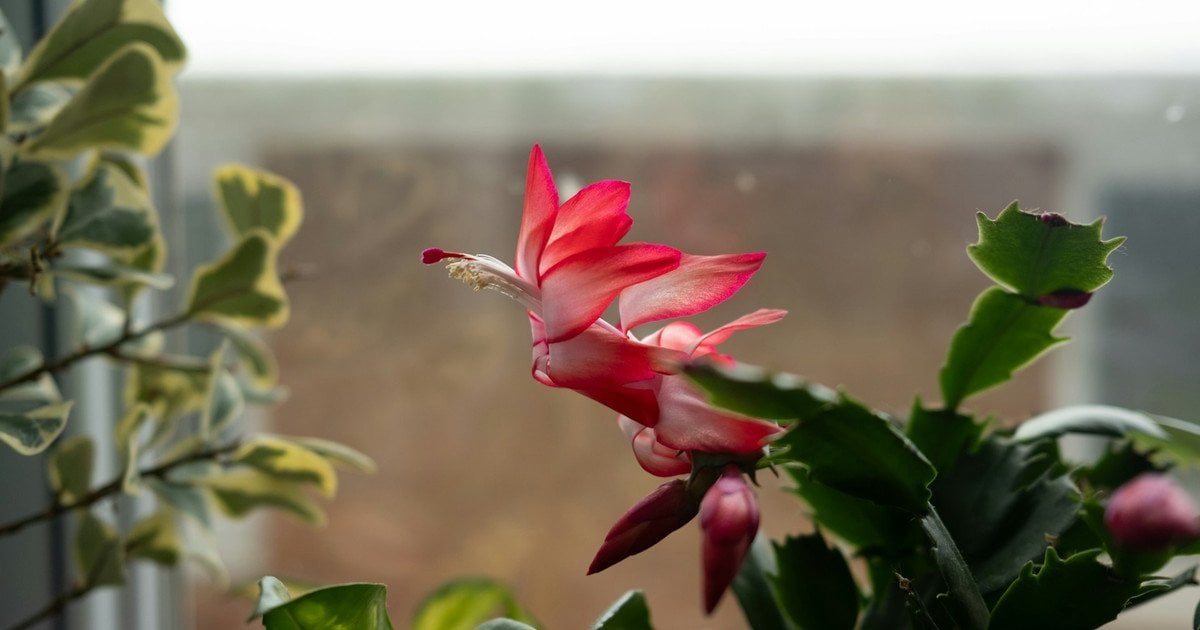 Як розмножити різдвяний кактус