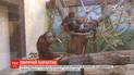 В зоопарках животные без посетителей грустят, а хозяева не знают, где брать продукты