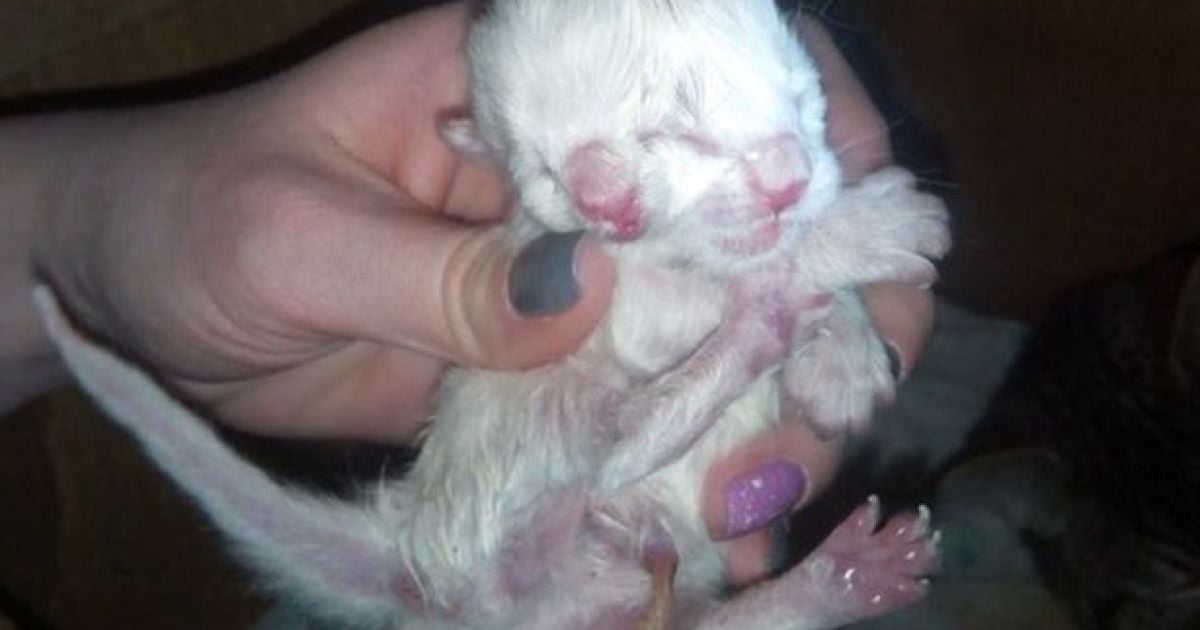 В Воронеже родился необычный котенок с двумя головами