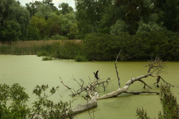 КМДА ухвалила створення чотирьох заказників у місті