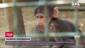 Пополнение в экопарке: в Харькове родились 6 бабуинов и гамадрил