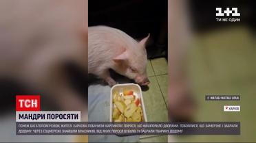Новини Харкова: у спальному районі люди вночі ловили карликове порося