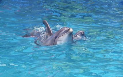 В одесском дельфинарии прямо во время шоу родился дельфиненок