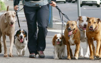 Неприпустимо вигулювати собак: на Рівненщині затримали понад 400 осіб за порушення комендантської години