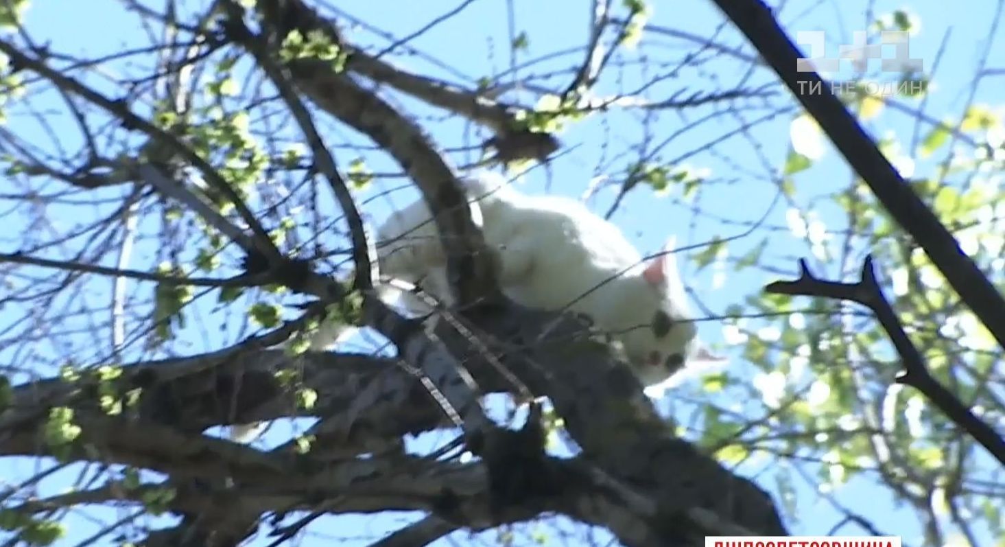 У Кам'янському кішка провела тиждень на 20-метровому дереві