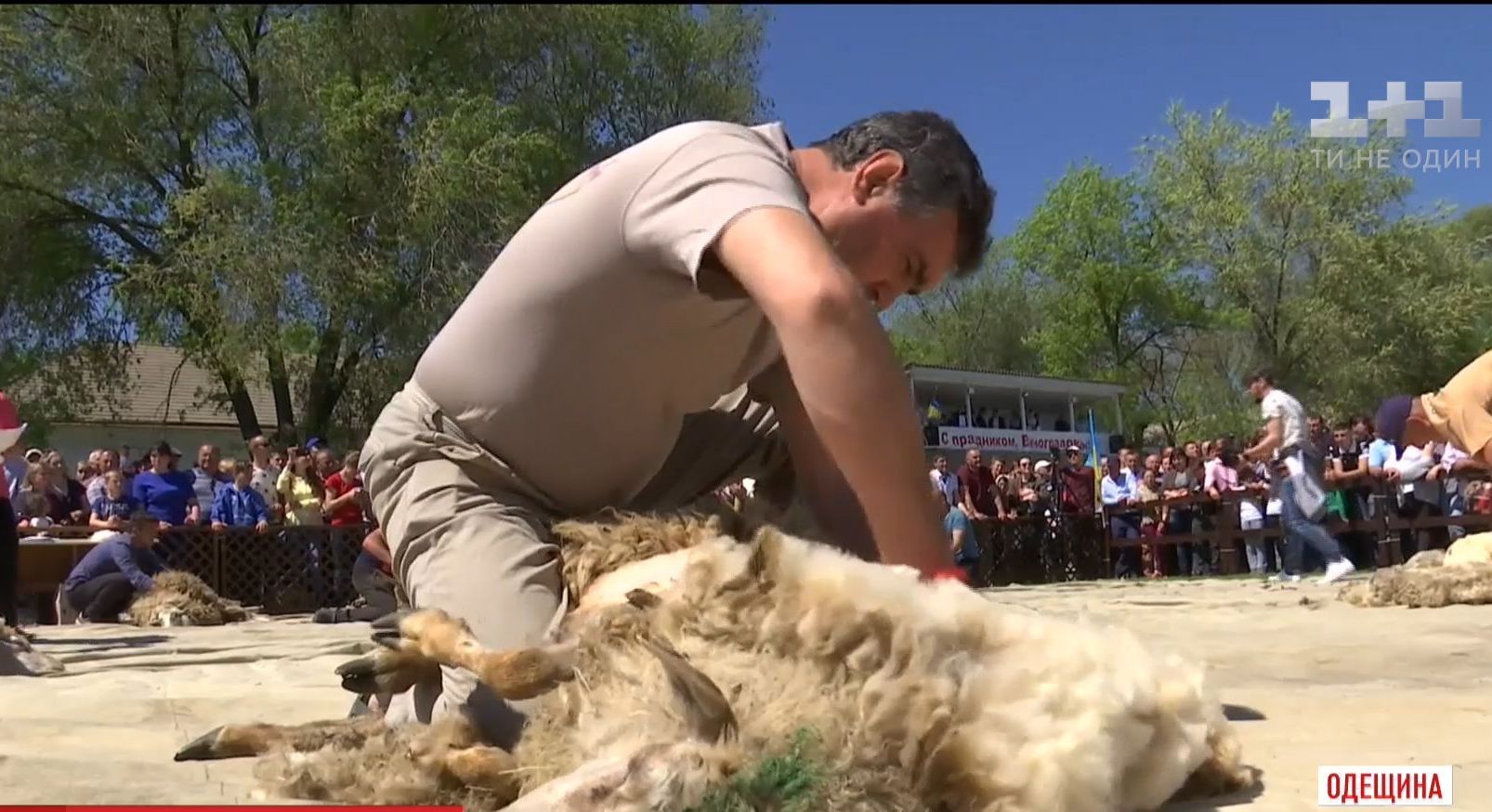 На Одещині відбувся чемпіонат зі швидкісного стриження овець