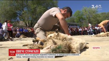 На Одещині відбувся чемпіонат зі швидкісного стриження овець