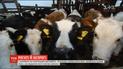 Нужны ли коровам рога: мнения украинских селян