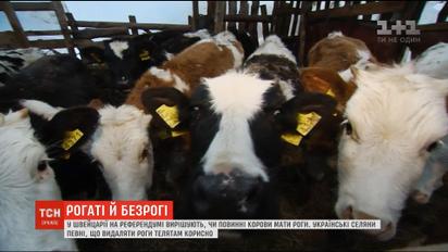Нужны ли коровам рога: мнения украинских селян