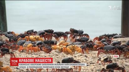 Жителі Куби несподівано радіють від грандіозного нашестя крабів