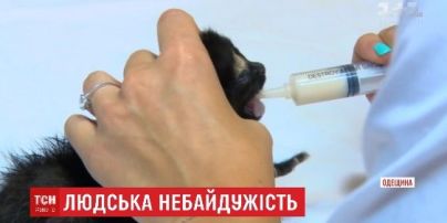 На Одесчине почти пять часов спасали новорожденных котят, которые провалились в подвал