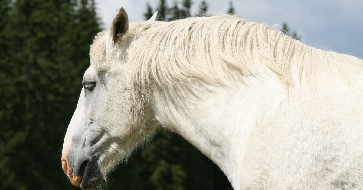 В США из-за столкновения авто и кареты с лошадью погибло трое детей