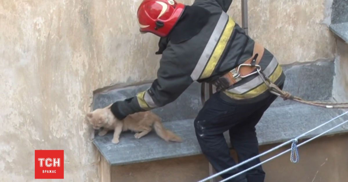 Во Львове пожарные спасли рыжего кота, который застрял на высоком карнизе