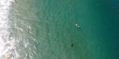 Австралієць врятував серфера від акули завдяки дрону