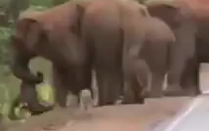 В Індії стадо слонів у жалобі влаштувало "похорон" слоненяті