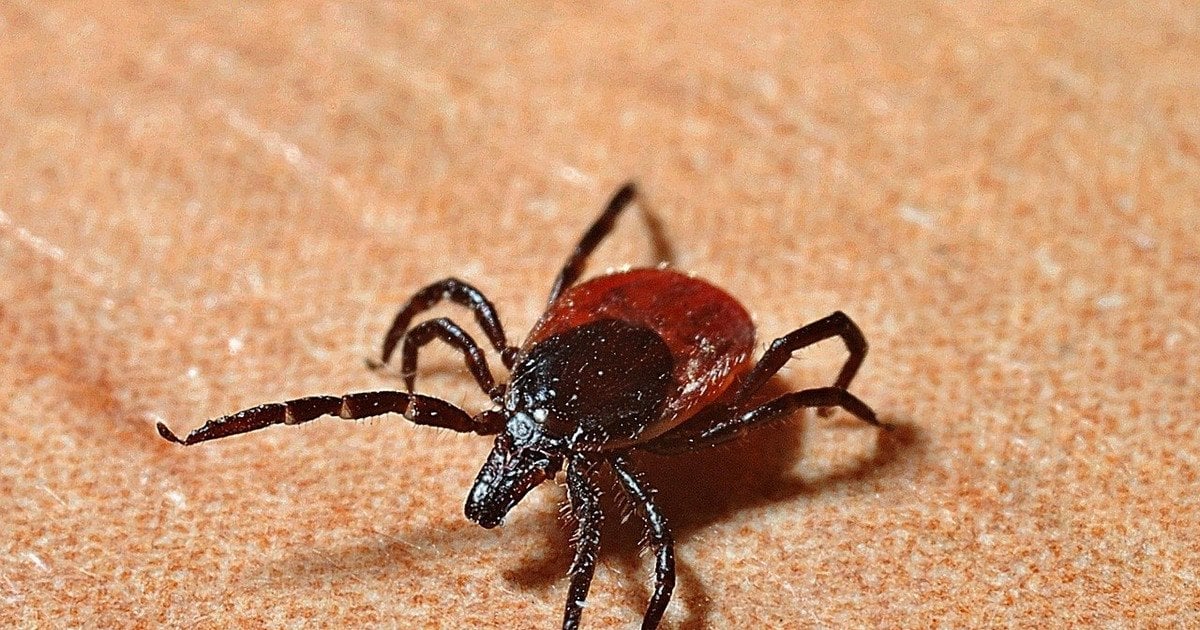 У Києві виявили хворобу Лайма