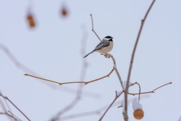 Народні прикмети 12 грудня / © pexels.com