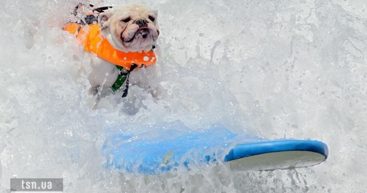 Передбачувану перемогу здобув відомий підкорювач дошки - англійський бульдог Тільман