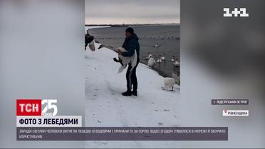 Біля водосховища Хмельницької АЕС чоловіки зробили селфі з лебедями