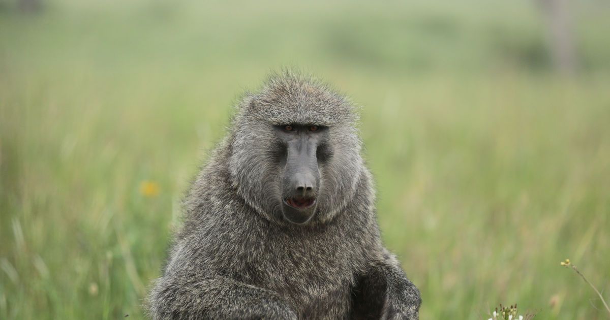 300 грамів щастя: у Харківському екопарку стався бебі-бум