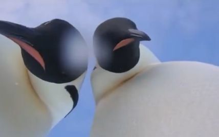 В Антарктиді допитливі пінгвіни зробили відеоселфі
