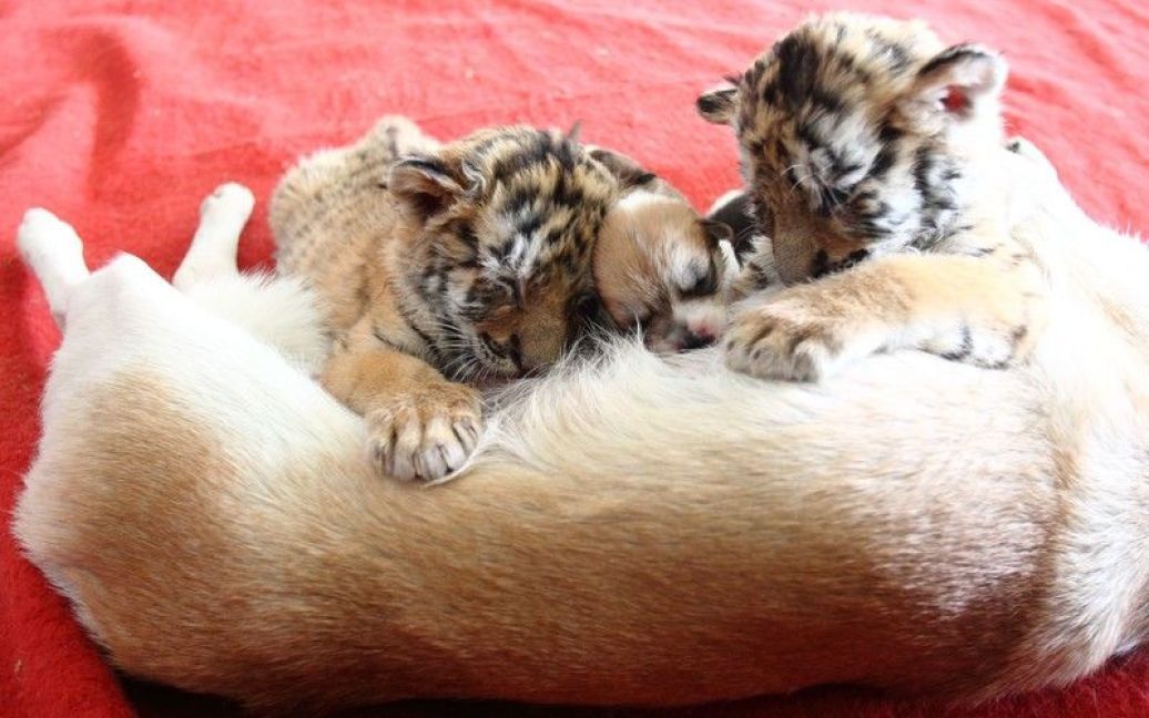 Собака приняла тигрят за своих детей / © Правда.if.ua
