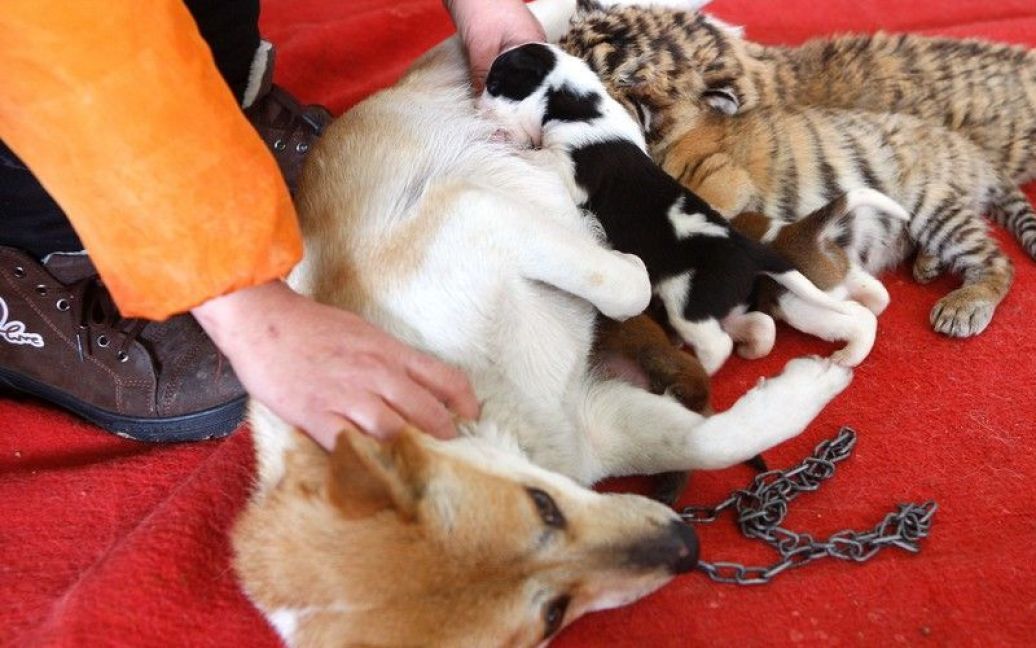 Собака приняла тигрят за своих детей / © Правда.if.ua