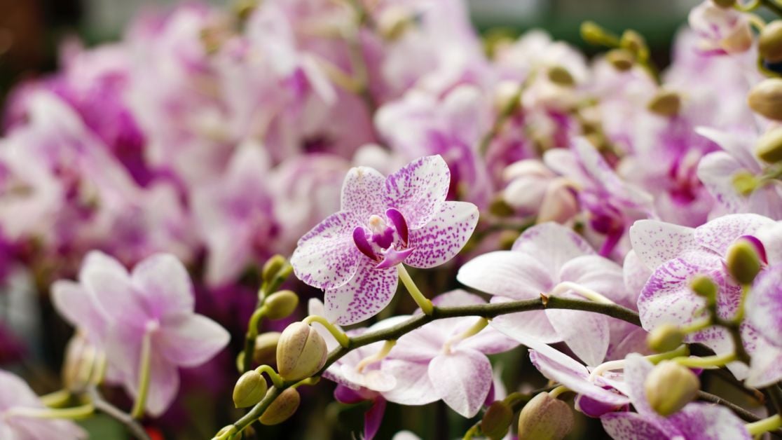 Что делать если у орхидеи высохли корни, основные причины