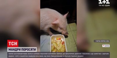 Новости Харькова: в спальном районе люди ночью ловили карликового поросенка