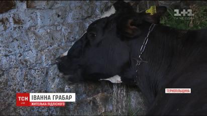 Через розкидані на полі Тернопільщини мінеральні добрива потруїлась череда корів