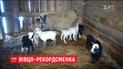 Литовська вівця Маргоша народила одразу вісьмох ягнят