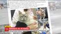 Хозяином заброшенной в аэропорту кошки стал сменный руководитель аэропорта