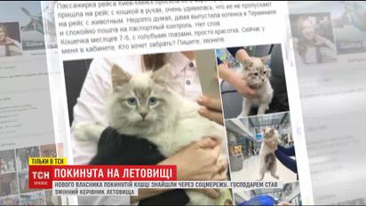 Хозяином заброшенной в аэропорту кошки стал сменный руководитель аэропорта
