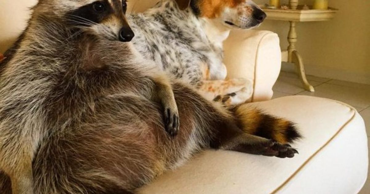 Пятничная подборка: веселый енот, который считает себя собакой