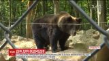 Вольер размером с 3 футбольных поля построили для семьи бурых медведей на Прикарпатье
