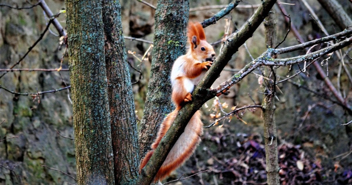 Білочка в осінньому лісі